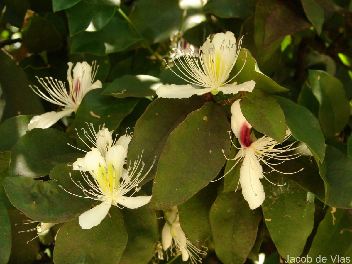 Capparis brevispina DC.